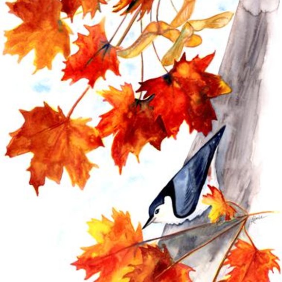 Autumn Nuthatch, 10.5 x 14" Original Watercolor $150