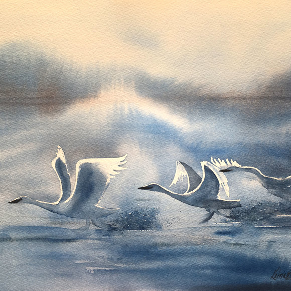 Tundra Swan Morning, 9 x 12" original watercolor 9 x 12" 
