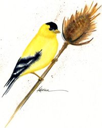 American Goldfinch watercolor notecard