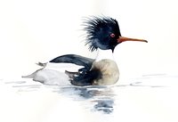 Red-breasted Merganser water color note card
