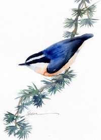 Red Breasted Nuthatch watercolor art