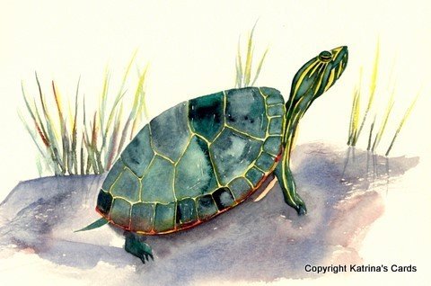 Painted Turtle totem animal note card