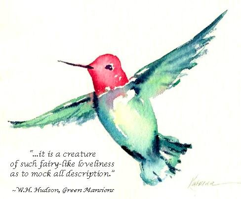 Anna's Hummingbird with quote