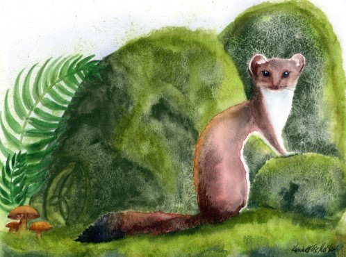 watercolor of brown stoat by mossy stones and fern