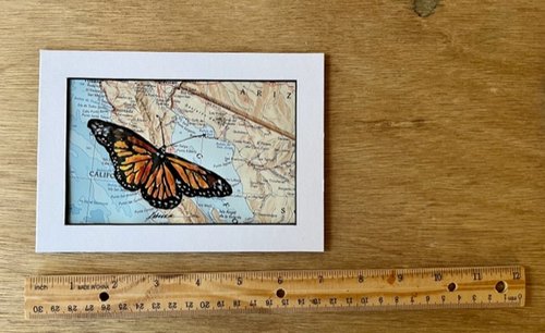 watercolor painting of Monarch Butterfly on map of Mexico shown with ruler