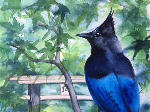 watercolor of blue bird (Steller's Jay) on Japanese Maple branch