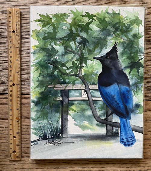 watercolor of blue bird (Steller's Jay) on Japanese Maple branch