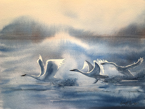 watercolor of swans in silvery morning light taking flight