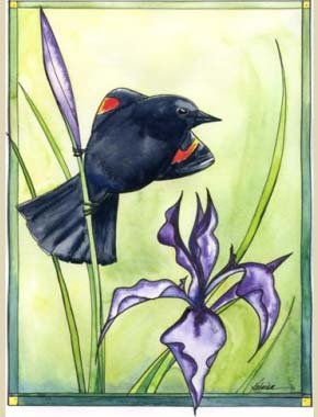 watercolor painting of red winged blackbird perched on purple iris with green