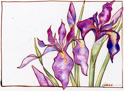 purple iris blossoms in watercolor with in drawing on white background
