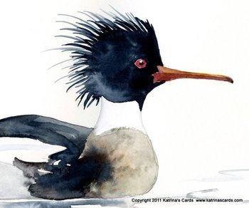 Red Breasted Merganser Note Card Gift Set