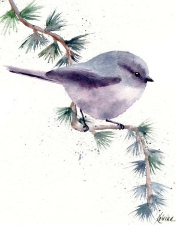 watercolor of small grey song bird perched on diagonal conifer branch