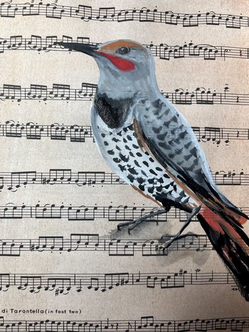 painting of Flicker woodpecker on sheet music (black, grey, white and red)