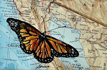 watercolor painting of Monarch Butterfly on map of Mexico
