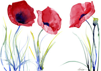 watercolor of 3 red poppies and stems with white background