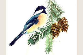 watercolor art of chickadee songbird on evergreen branch
