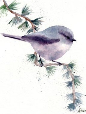 watercolor painting of small grey songbird on evergreen branch