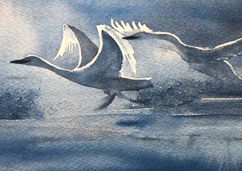 close up of watercolor painting of swans taking flight in morning light