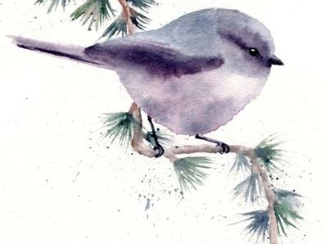 watercolor of small grey song bird perched on diagonal conifer branch