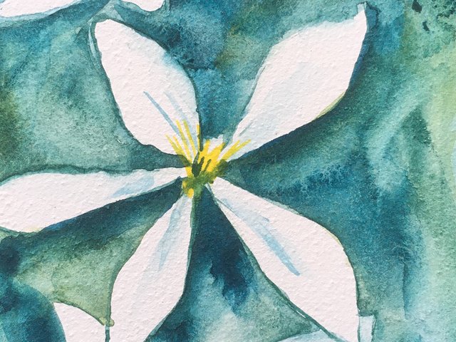 watercolor of white blossoms on textured green and blue background