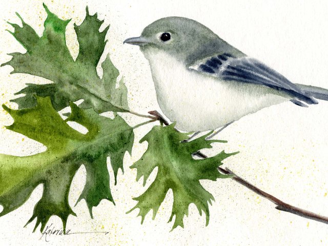 watercolor painting of hutton's vireo songbird on oak branch