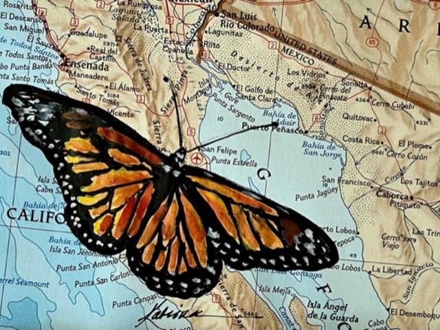 watercolor painting of Monarch Butterfly on map of Mexico