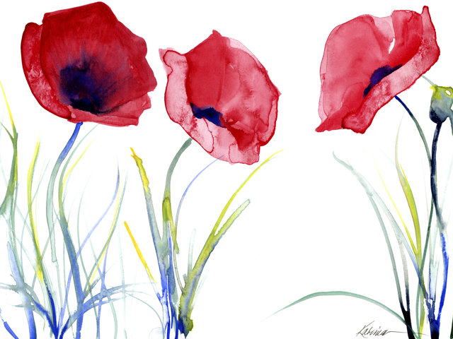 watercolor of 3 red poppies and stems with white background