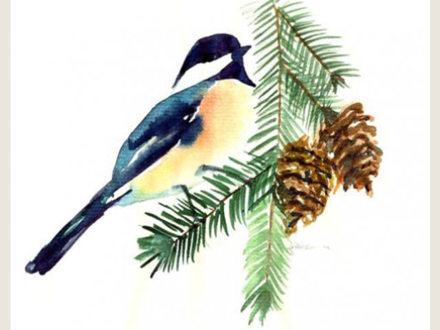 watercolor art of chickadee songbird on evergreen branch