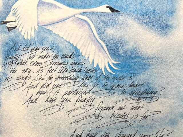 Watercolor painting of white swan flying in a spring sky with handwritten poem
