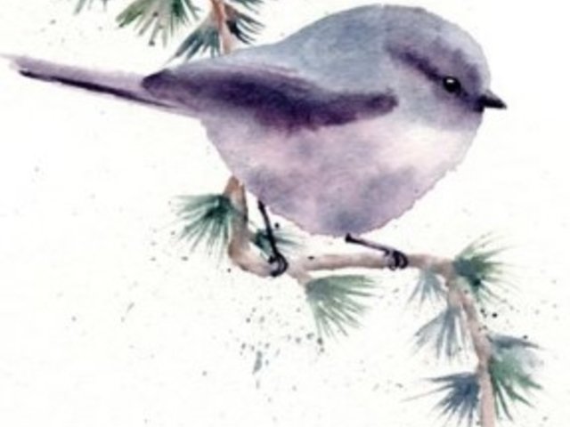watercolor painting of small grey songbird on evergreen branch