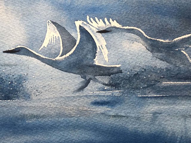 close up of watercolor painting of swans taking flight in morning light