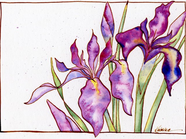 purple iris blossoms in watercolor with in drawing on white background