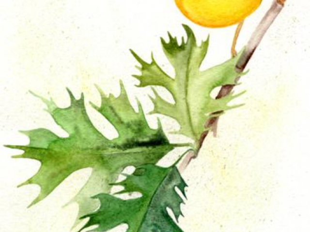 watercolor painting of yellow song bird branch of green oak leaves